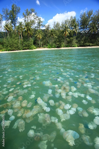 Rhizostome Jellyfish (Catostylus townsendi) is a species of jellyfish in the family Catostylidae. The species can be found off the coast of Thailand. photo