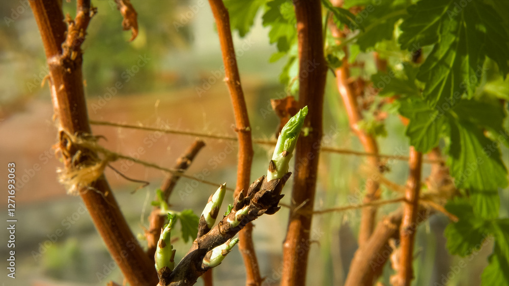A young stem from a houseplant, showcasing fresh green buds yearning for sunlight. The plant rests on a windowsill, highlighting the natural growth process and the vitality of indoor vegetation. A young stem from a houseplant, showcasing fresh green buds yearning for sunlight. The plant rests on a windowsill, highlighting the natural growth process and the vitality of indoor vegetation.