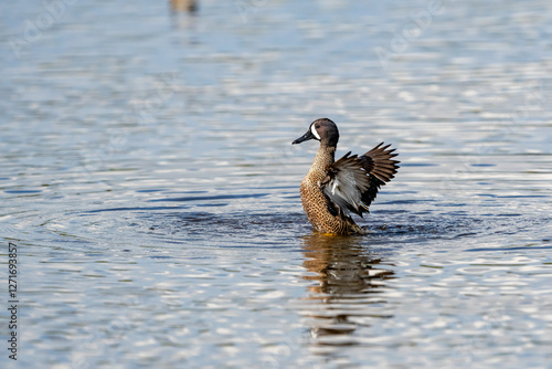 Duck flapping his wings