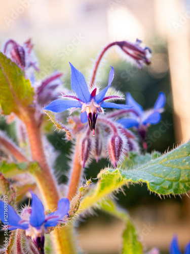 Wallpaper Mural selective focus of Borage flowers (Borago officinalis) with blurred background - also known as starflower Torontodigital.ca