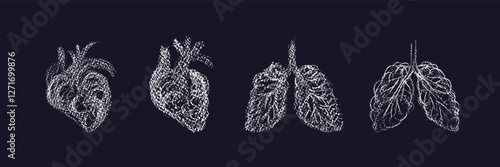 Sketch of human heart, doodle lungs. Scribble set