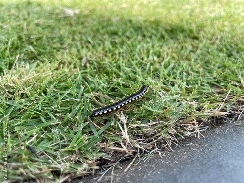 Close-up of harpaphe haydeniana, commonly known as yellow-spotted millipede walking on green grass and asphalt in the background of green grass exposed to sunlight photo