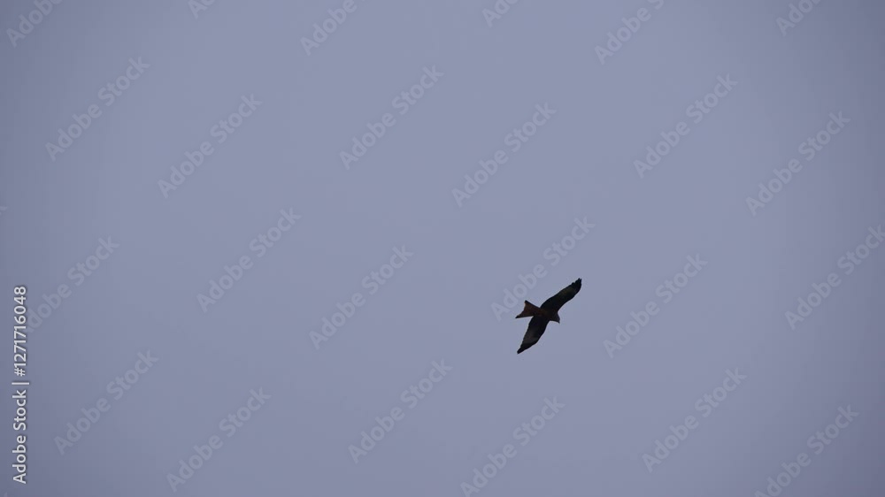 Red kite bird circling up in the sky at Swiss Airport Zürich Kloten on a gray winter day. Movie shot February 17th, 2025, Zurich Kloten, Switzerland. Red kite bird circling up in the sky at Swiss Airport Zürich Kloten on a gray winter day. Movie shot February 17th, 2025, Zurich Kloten, Switzerland.