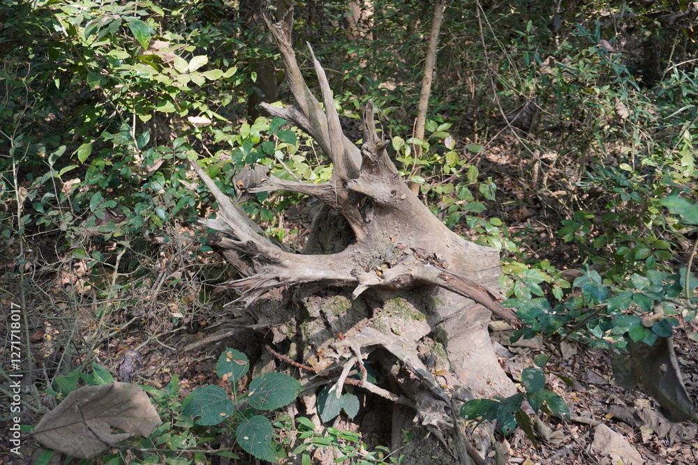 The decaying tree stump in a forest setting The decaying tree stump in a forest setting
