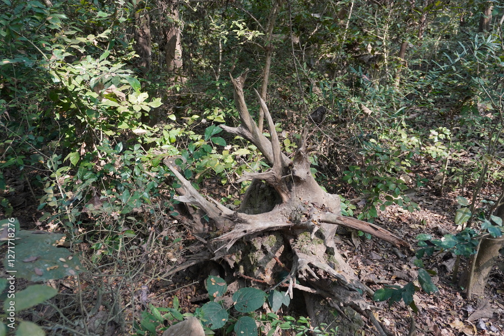 A tree stump with exposed roots in a forest setting