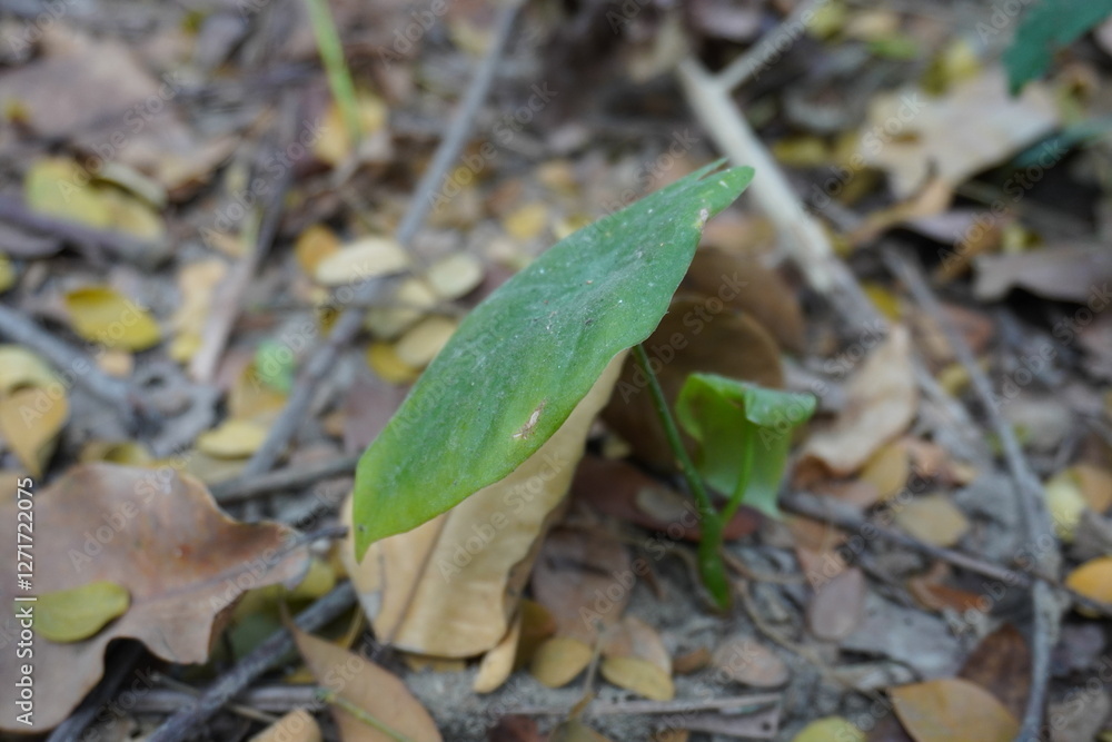 Smilax rotundifolia is a climbing vine that produces thickets in both wet and dry habitats Smilax rotundifolia is a climbing vine that produces thickets in both wet and dry habitats