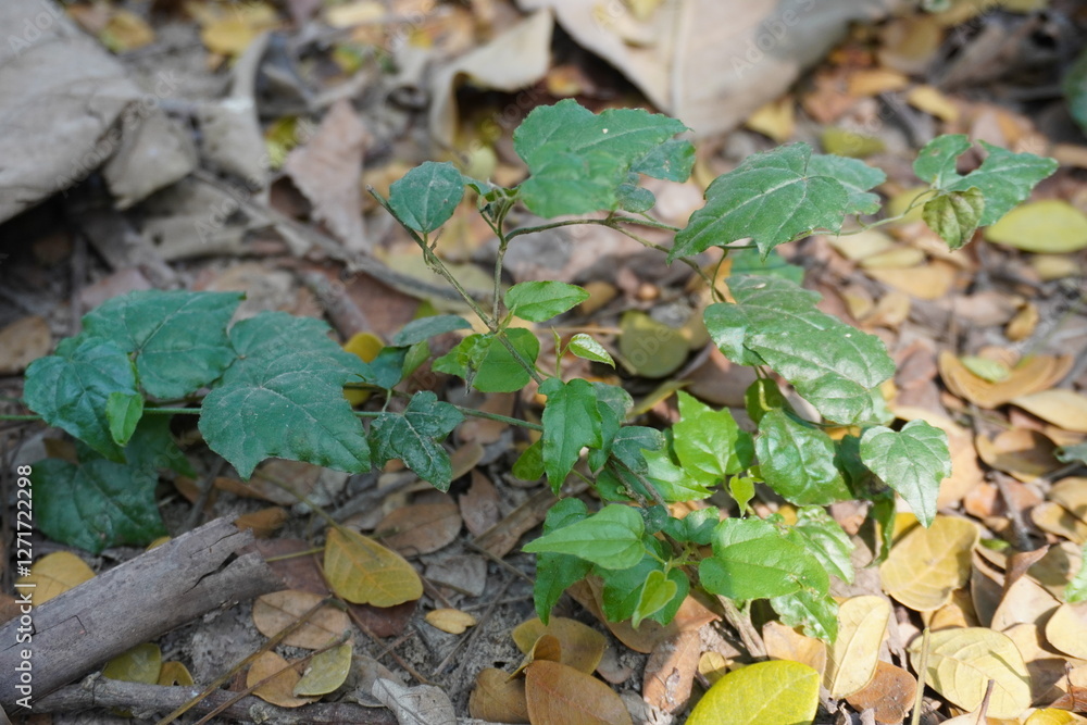 Poisonous ivy, which can cause an allergic reaction in most people who touch it Poisonous ivy, which can cause an allergic reaction in most people who touch it