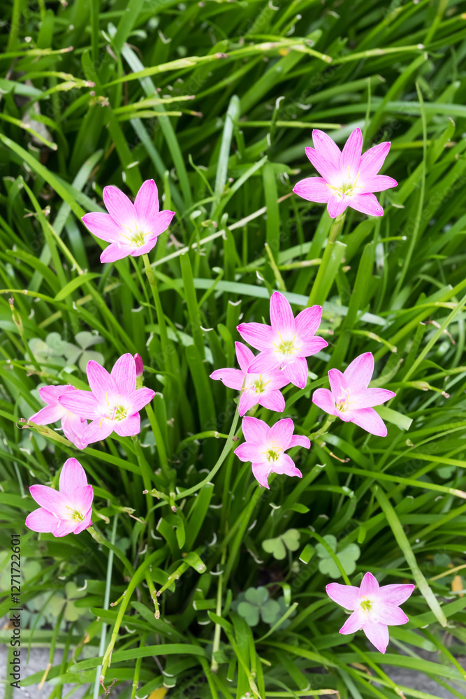 Beautiful pink rain lily (zephyranthes rosea) flowers.