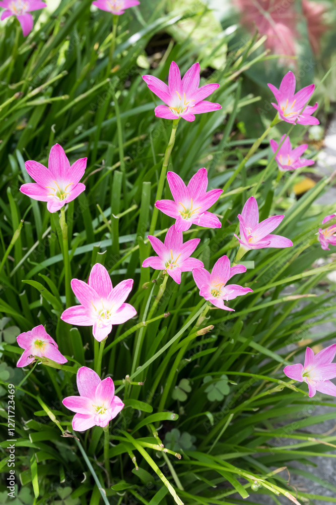Beautiful pink rain lily (zephyranthes rosea) flowers. Beautiful pink rain lily (zephyranthes rosea) flowers.