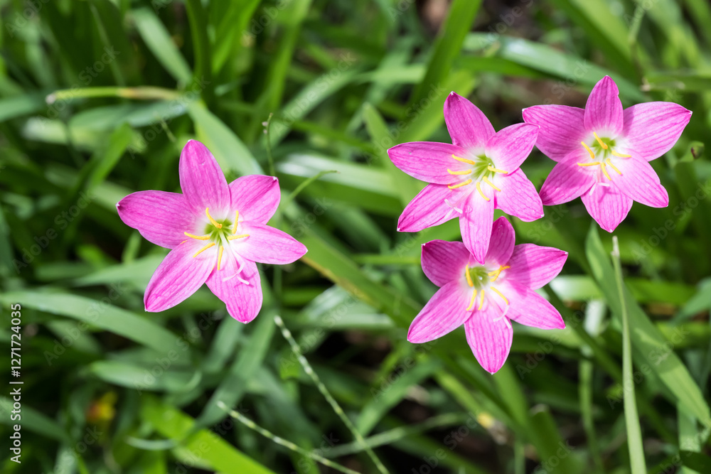 Beautiful pink rain lily (zephyranthes rosea) flowers. Beautiful pink rain lily (zephyranthes rosea) flowers.