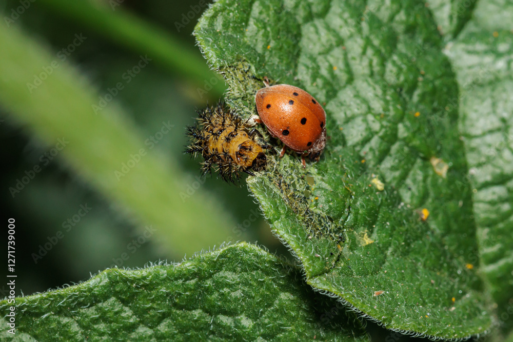 Ladybug walking near pupa on green leaf in macro photography