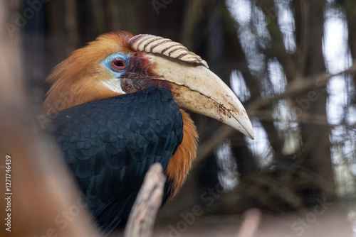 Blythe’s Hornbill (Rhyticeros plicatus) in Papua New Guinea, commonly found in lowland rainforests photo