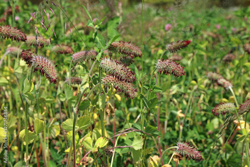 Bed of Crimson Clover, Somerset, England
Bed of Crimson Clover, Somerset, England