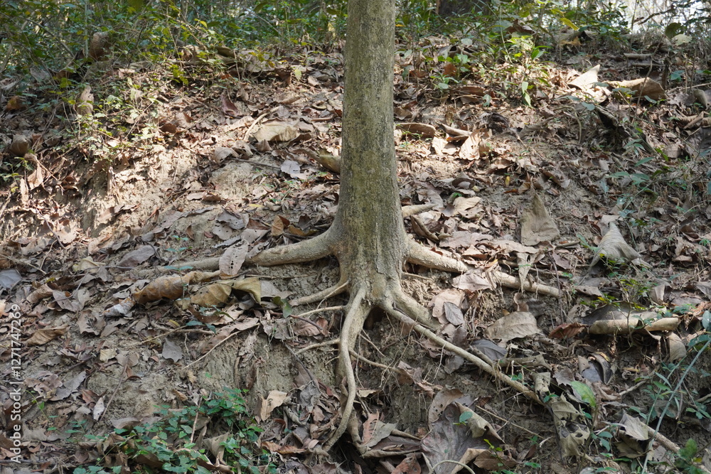 The base and roots of a Cussonia bancoensis tree commonly known as the aky tree inside the deep forest The base and roots of a Cussonia bancoensis tree commonly known as the aky tree inside the deep forest