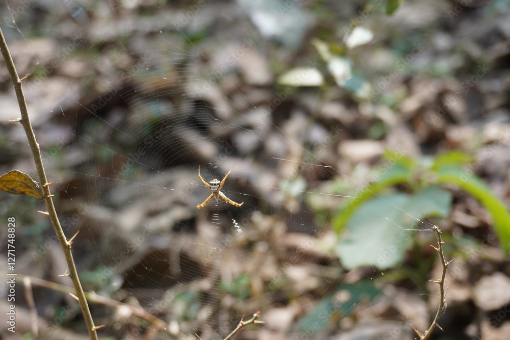 An Argiope species spider is sitting silently on its cobweb in close up with a blurry background
