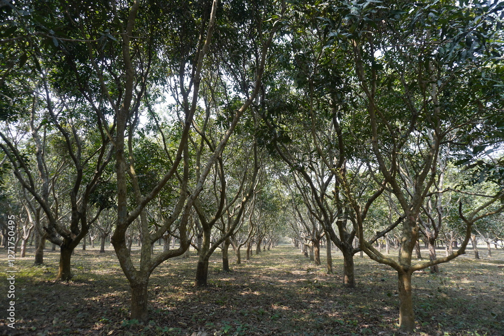 The mango trees are standing in lines in the mango garden