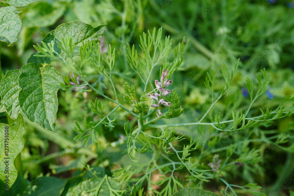 Fumaria parviflora also known as fineleaf fumitory or Indian fumitory with its tiny flowers in close up with a blurry background Fumaria parviflora also known as fineleaf fumitory or Indian fumitory with its tiny flowers in close up with a blurry background