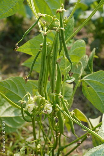The green beans with its tiny white flowers on its plant in close up with a blurry background