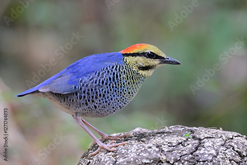 Thailand and south east asia resident bird, blue pitta, hydronis cyaneus photo