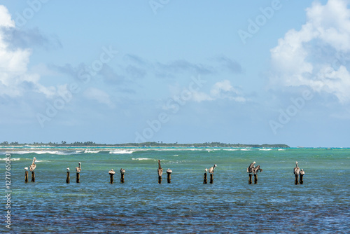 Pelicans sitting on wood beams in the ocean Puerto Rico  photo