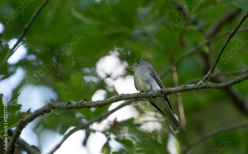 Eastern Wood Pewee photo