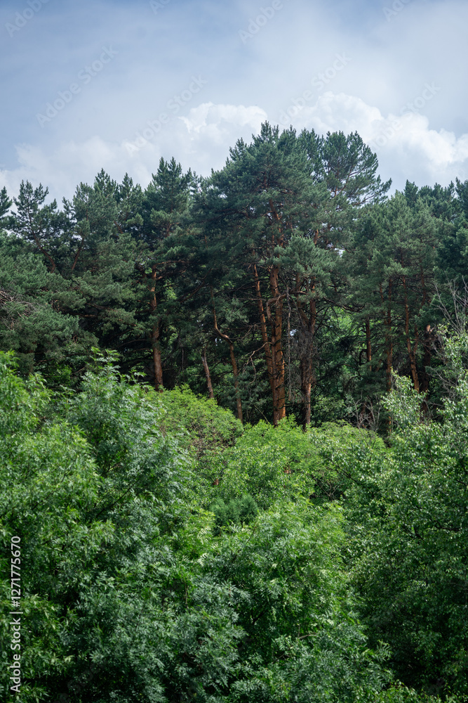 Fototapeta premium A lush, green pine forest on a slightly overcast day.