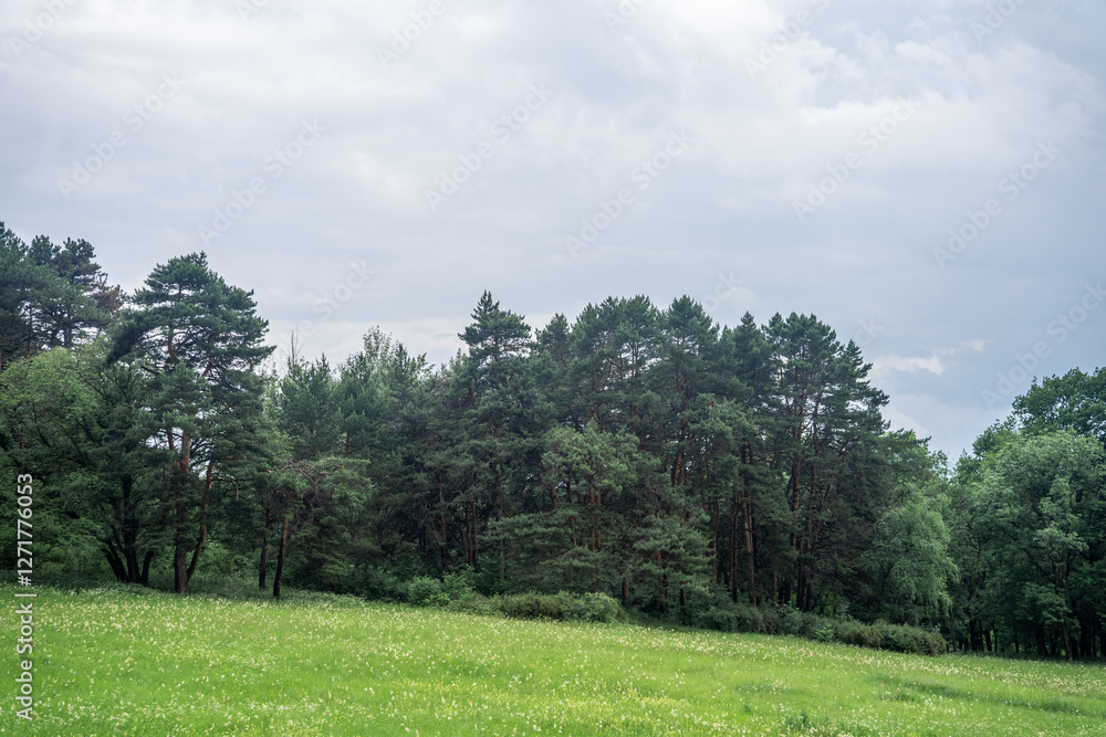 Pastoral landscape: a green field bordered by a coniferous forest Pastoral landscape: a green field bordered by a coniferous forest