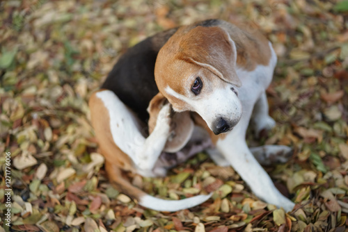 Beagle Dog Scratching Itself Amidst Fallen Autumn Leaves in Nature