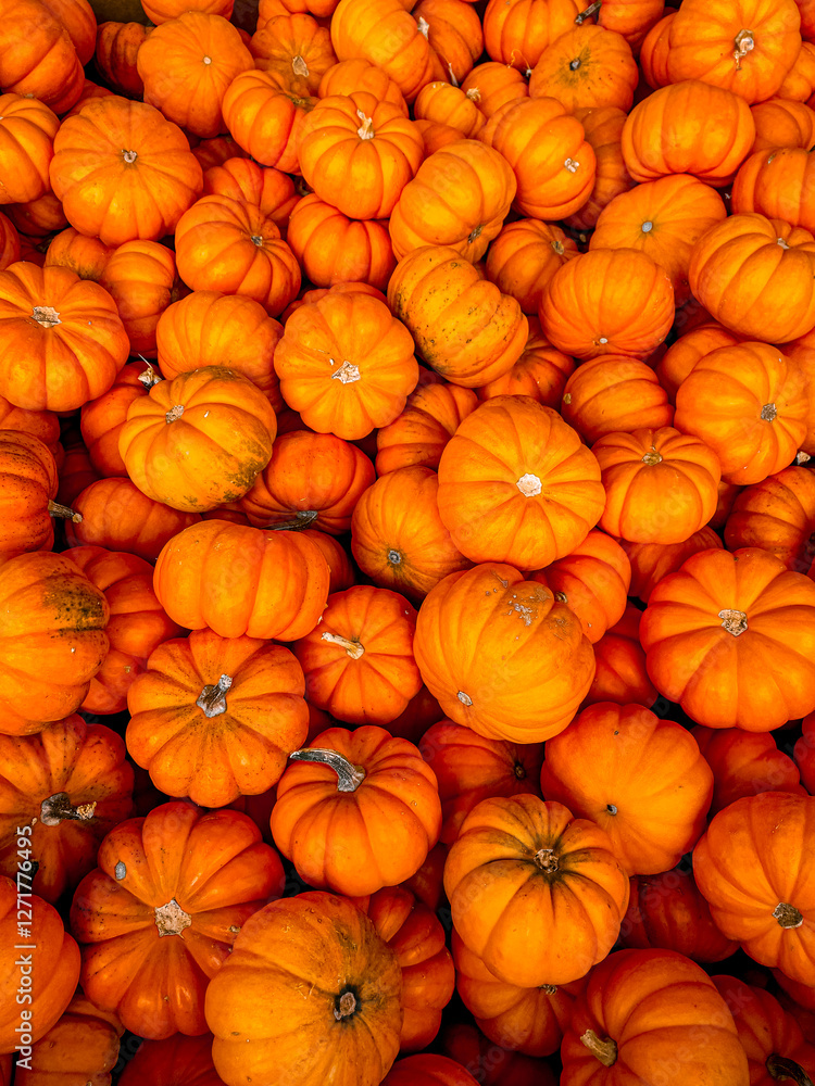 mini pumpkins mini pumpkins