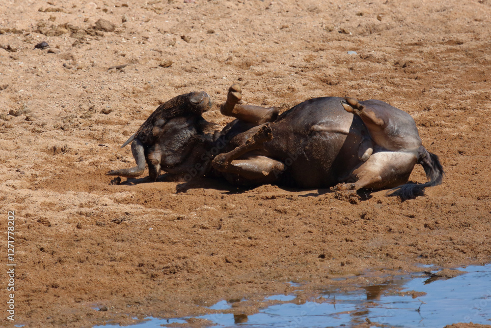 Streifengnu / Blue wildebeest / Connochaetes taurinus