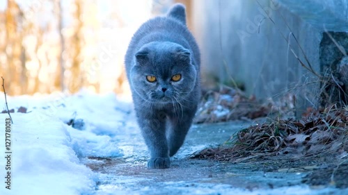 Determined Scottish Fold cat walking on an icy winter path, perfect for pet-themed content, seasonal animal care articles, and feline adventure stories