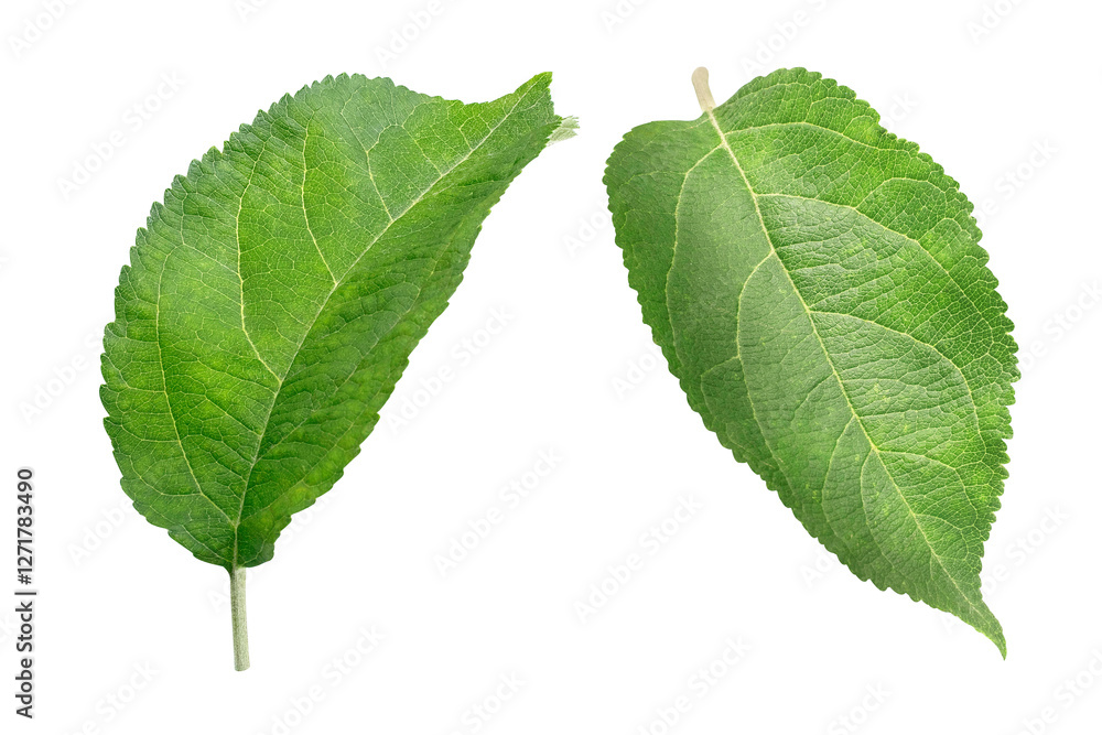 collection or set of green apple leaves on isolated white background. Two leaves. collection or set of green apple leaves on isolated white background. Two leaves.