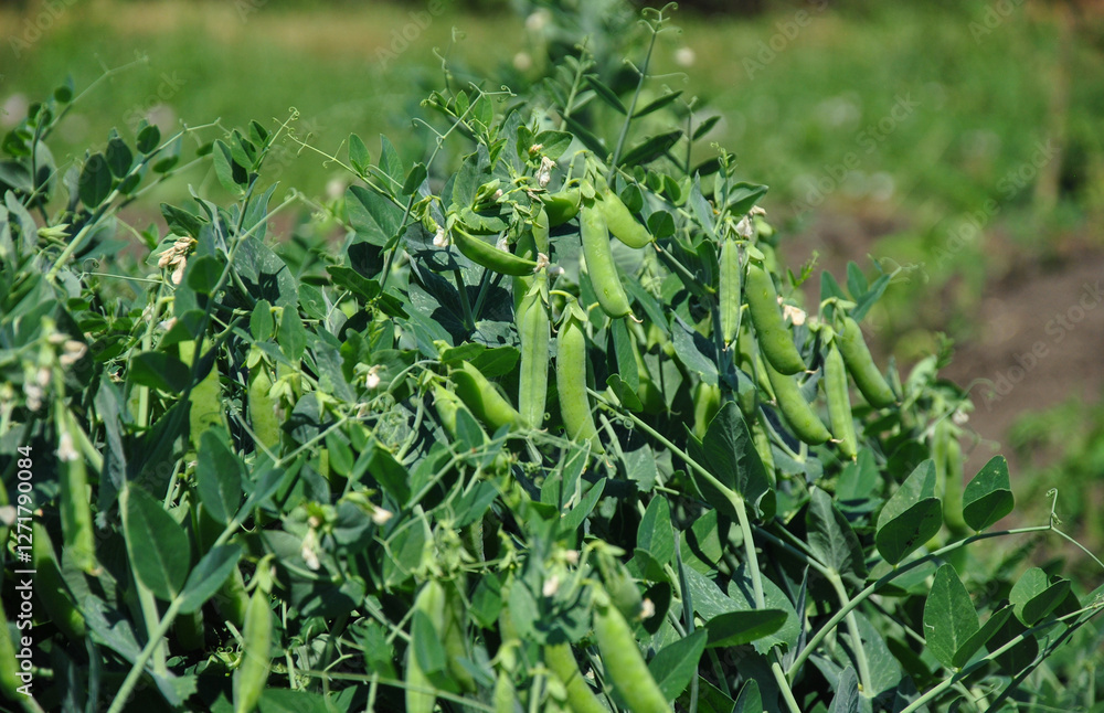 Fototapeta premium green pea pods on the field. green peas growing on a farm plot