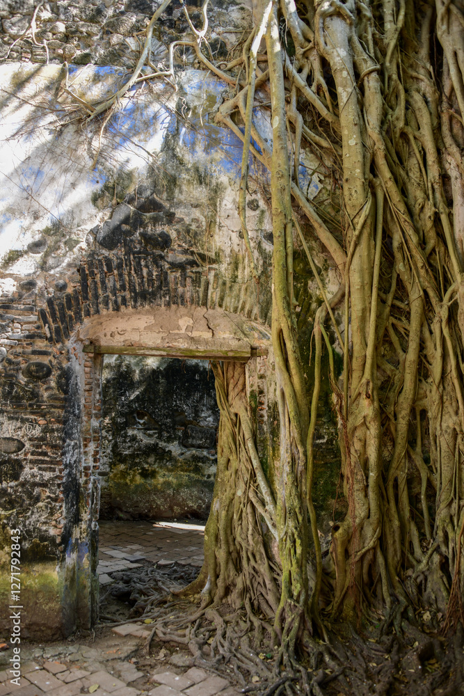 Old tree growing in the ruins of a building in La Antigua Mexico