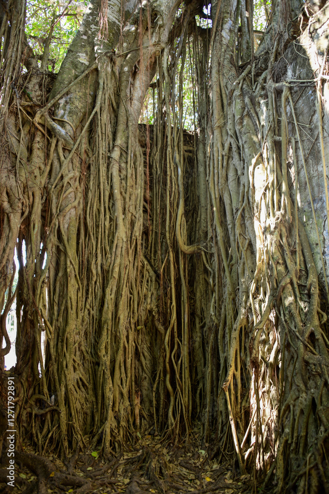 Old tree growing in the ruins of a building in La Antigua Mexico