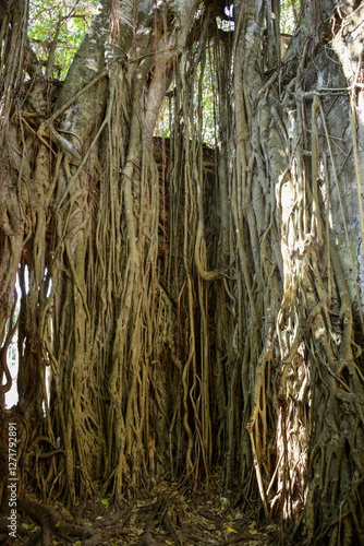 Obraz na płótnie Old tree growing in the ruins of a building in La Antigua Mexico w salonie