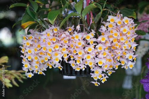 Bunch of Dendrobium densiflorum Lindl in pot