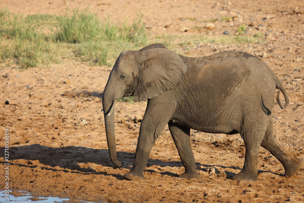 Fototapeta premium Afrikanischer Elefant / African elephant / Loxodonta africana