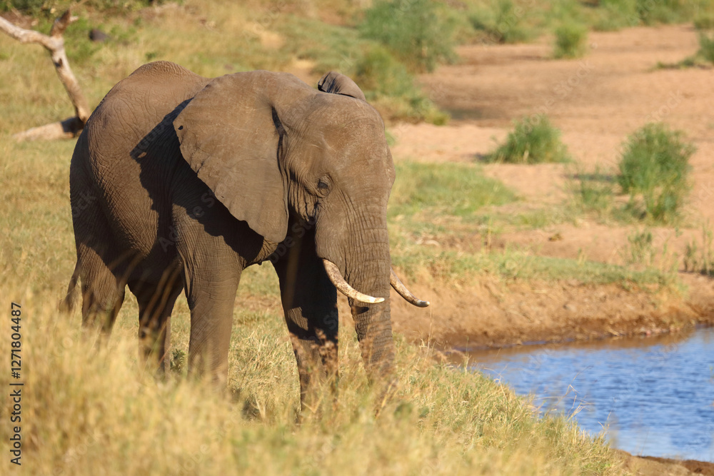 Fototapeta premium Afrikanischer Elefant / African elephant / Loxodonta africana