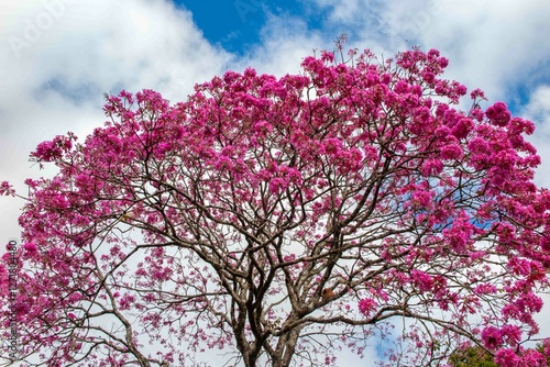 Pink ipê tree ( Handroanthus heptaphyllus ), flowering tree with its high contrast pink flowers against a blue sky background viewed from below with highlighted trunk	 photo