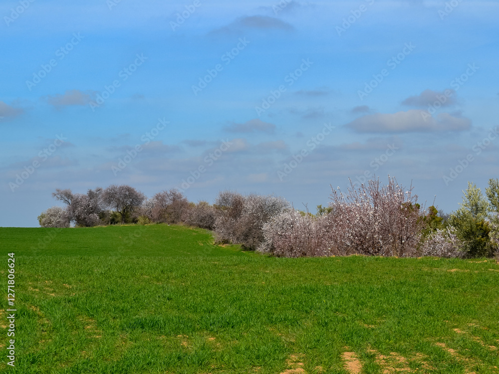 Landscape of agricultural field in spring with flowering trees in the background and blue sky Landscape of agricultural field in spring with flowering trees in the background and blue sky