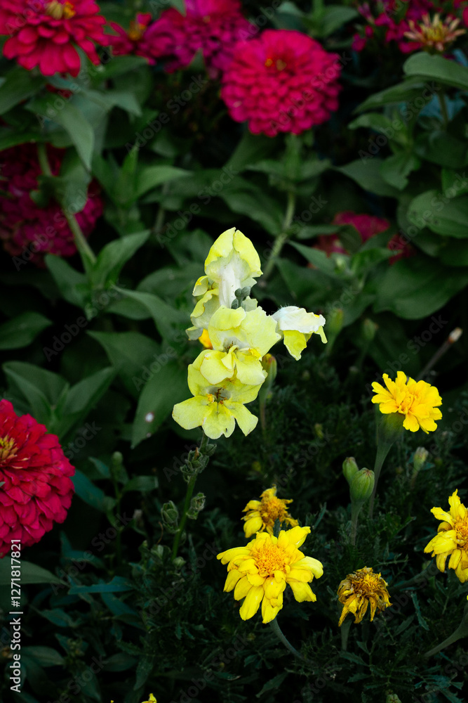 Obraz premium Yellow Snapdragon Flowers