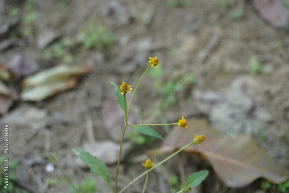 Acmella uliginosa the tiny yellow flowers in close up with a blurry background Acmella uliginosa the tiny yellow flowers in close up with a blurry background