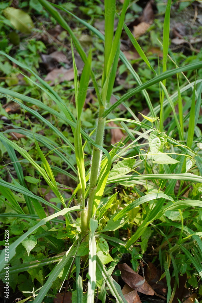 Rottboellia cochinchinensis commonly known as Itch Grass in close up on the ground Rottboellia cochinchinensis commonly known as Itch Grass in close up on the ground