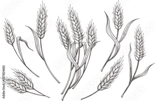 Hand drawn wheat ear