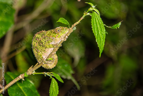 Fényképezés Blue legged Chameleon on a twig
