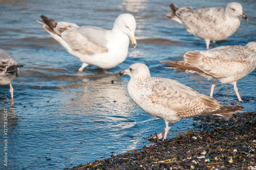 Seagulls Walking in Shallow Water on the Baltic Sea Shore Seagulls Walking in Shallow Water on the Baltic Sea Shore