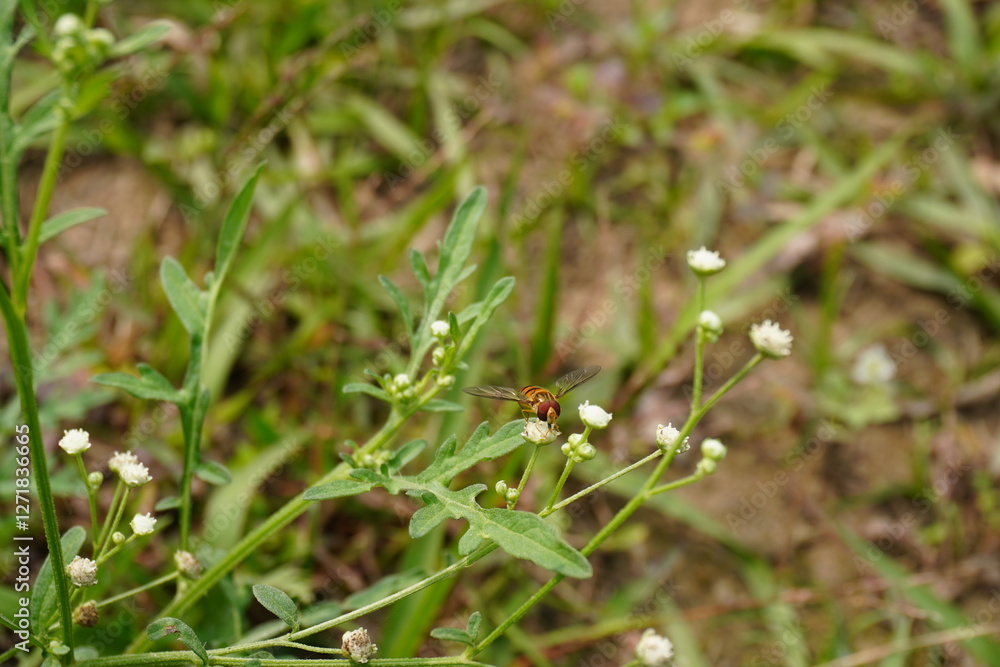 The Marmalade hoverfly is eating honey from the tiny white flowers of the congress grass or famine weed The Marmalade hoverfly is eating honey from the tiny white flowers of the congress grass or famine weed