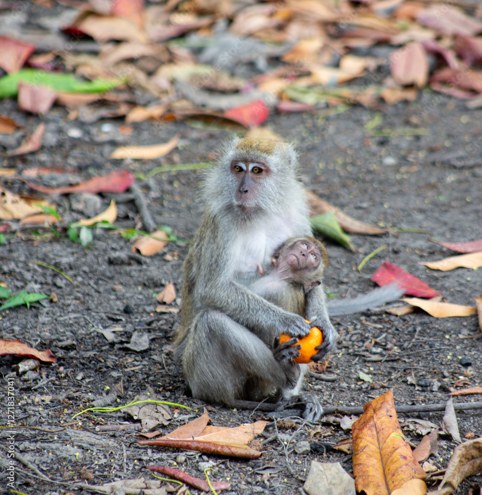 Obraz premium The crab eating macaque or cynomolgus macaque with her baby
