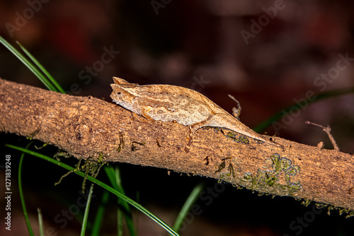 Brown leaf chameleon discovered on a night safari in Andasibe